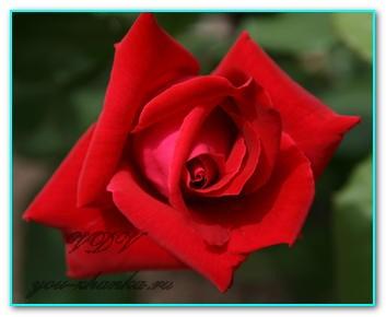 muzh_ne_darit_tcvety