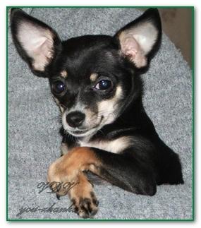 какое животное завести