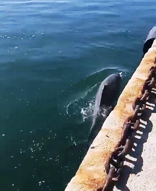 Коронавирус — последнее китайское предупреждение?